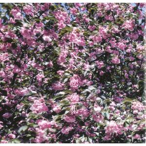 男总裁贱狗是男秘书主人的垫脚
