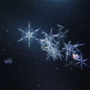 男总裁贱狗是男秘书主人的垫脚
